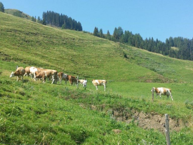 Hatzbauer - Urlaub am BIO-Bauernhof
