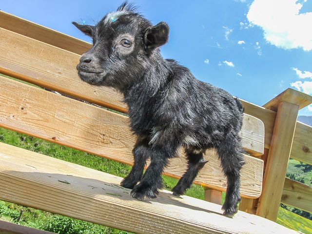 Hatzbauer - Urlaub am BIO-Bauernhof